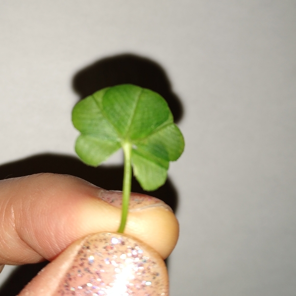 🍀 Real Wild Five 5 Leaf Clover Rare Luck REAL Found 4/26/23 in USA yard Lucky - Picture 9 of 17